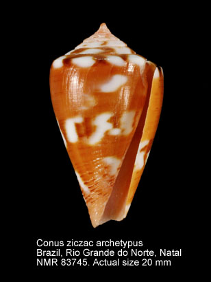 Conus ziczac archetypus.jpg - Conus ziczac archetypus Crosse,1865